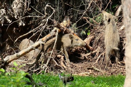 Wildschwein Jungtier Wildpark Alte Fasanerie Klein Auheim 2021