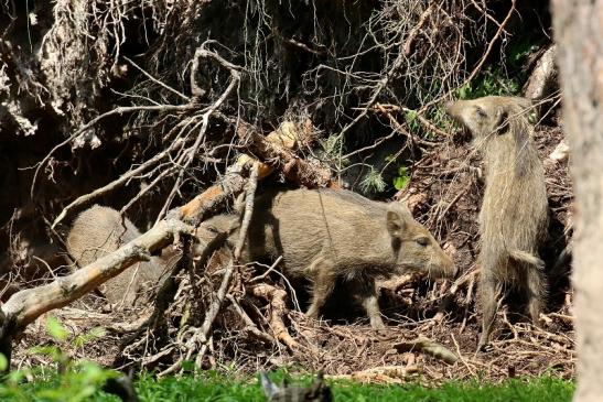 Wildschwein Jungtier Wildpark Alte Fasanerie Klein Auheim 2021