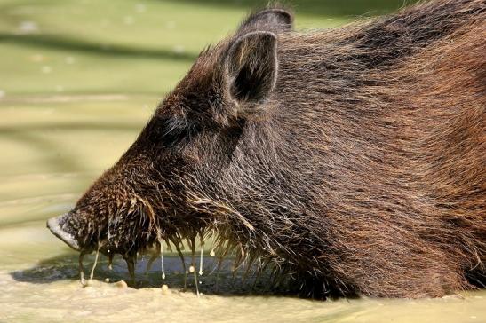 Wildschwein Wildpark Bad Mergentheim 2015