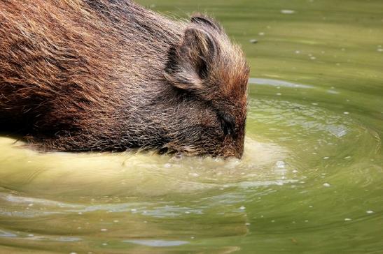 Wildschwein Wildpark Bad Mergentheim 2015