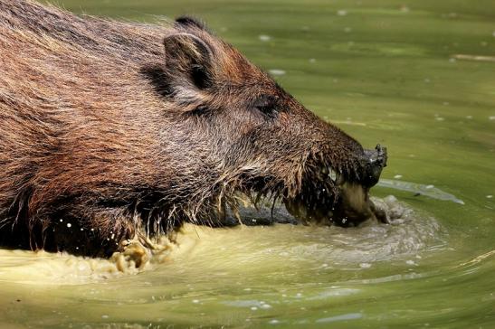 Wildschwein Wildpark Bad Mergentheim 2015