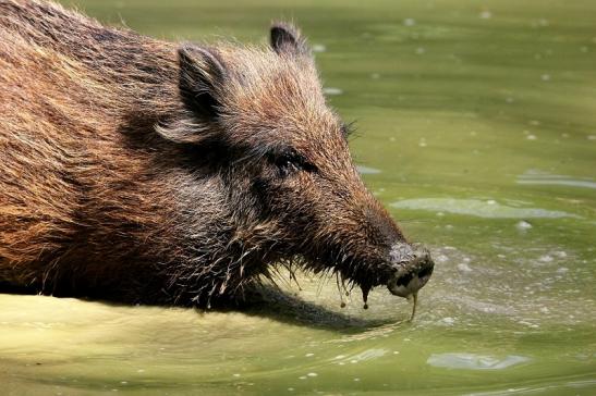 Wildschwein Wildpark Bad Mergentheim 2015