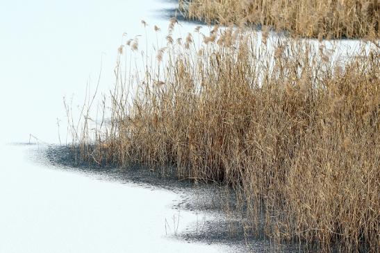 Winter im  NSG See am Goldberg Heusenstamm 2016