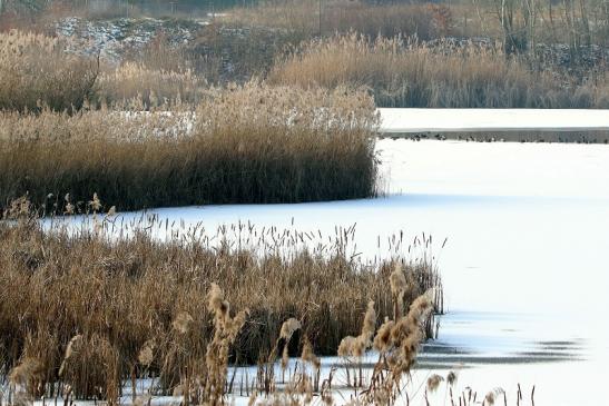 Winter im NSG See am Goldberg Heusenstamm 2016