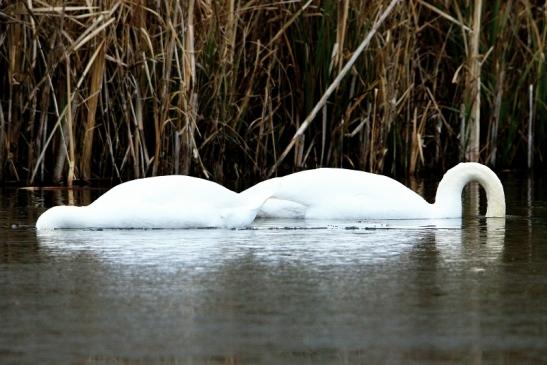 Höckerschwan Winter im NSG See am Goldberg Heusenstamm 2016