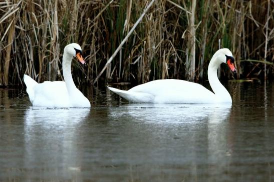 Höckerschwan Winter im NSG See am Goldberg Heusenstamm 2016