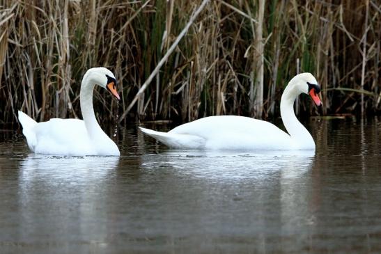 Höckerschwan Winter im NSG See am Goldberg Heusenstamm 2016