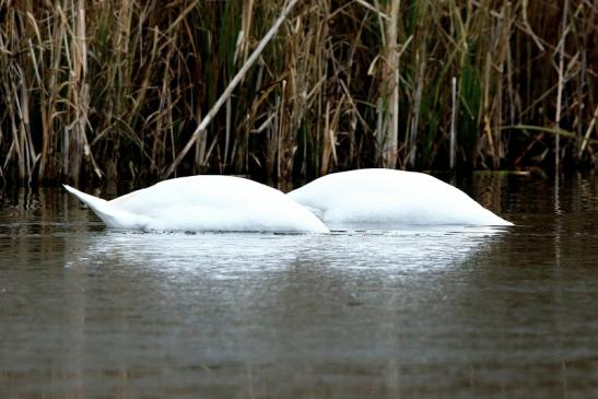 Höckerschwan Winter im NSG See am Goldberg Heusenstamm 2016