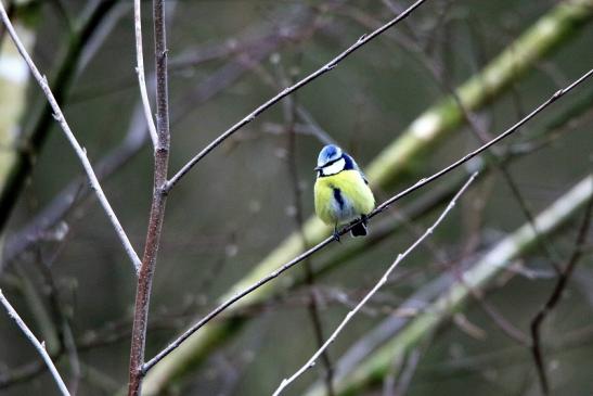 Blaumeise Winter im NSG See am Goldberg Heusenstamm 2016