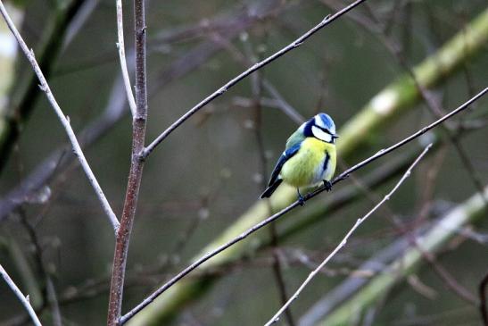 Blaumeise Winter im NSG See am Goldberg Heusenstamm 2016