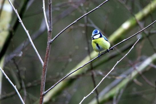 Blaumeise Winter im NSG See am Goldberg Heusenstamm 2016