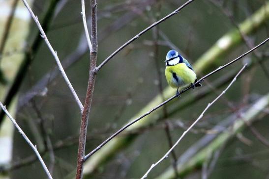 Blaumeise Winter im NSG See am Goldberg Heusenstamm 2016