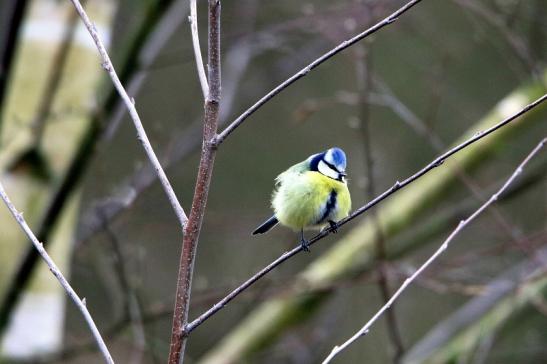 Blaumeise Winter im NSG See am Goldberg Heusenstamm 2016