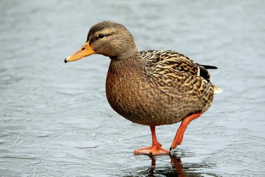 Stockente Ente Winter im NSG See am Goldberg Heusenstamm 2016