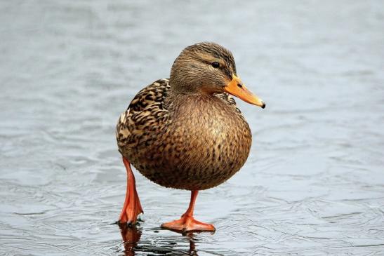 Stockente Ente Winter im NSG See am Goldberg Heusenstamm 2016