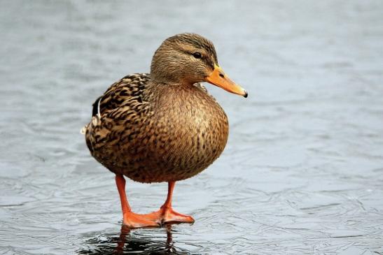 Stockente Ente Winter im NSG See am Goldberg Heusenstamm 2016