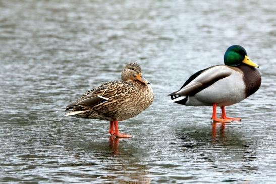 Stockente Paar Winter im NSG See am Goldberg Heusenstamm 2016