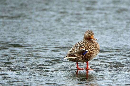 Stockente Winter im NSG See am Goldberg Heusenstamm 2016