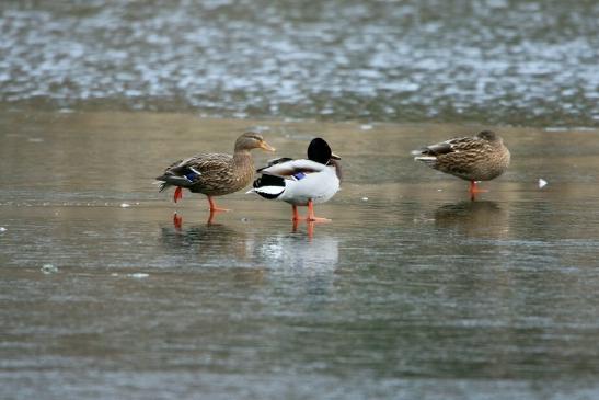 Stockente Paar Winter im NSG See am Goldberg Heusenstamm 2016