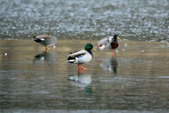 Stockente Paar Winter im NSG See am Goldberg Heusenstamm 2016