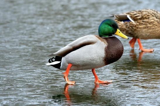 Stockente Paar Winter im NSG See am Goldberg Heusenstamm 2016