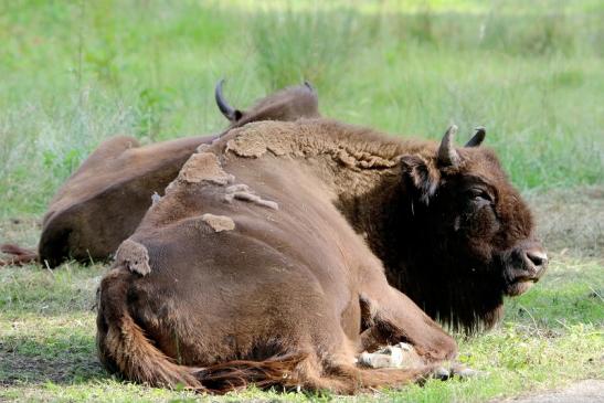 Wisent Bulle Wildpark Alte Fasanerie Klein Auheim 2016