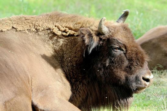 Wisent Bulle Wildpark Alte Fasanerie Klein Auheim 2016