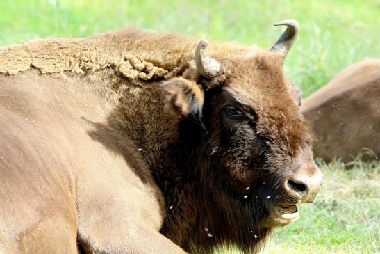 Wisent Bulle Wildpark Alte Fasanerie Klein Auheim 2016