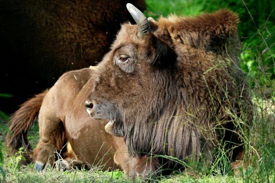 Wisent Bulle Wildpark Alte Fasanerie Klein Auheim 2016