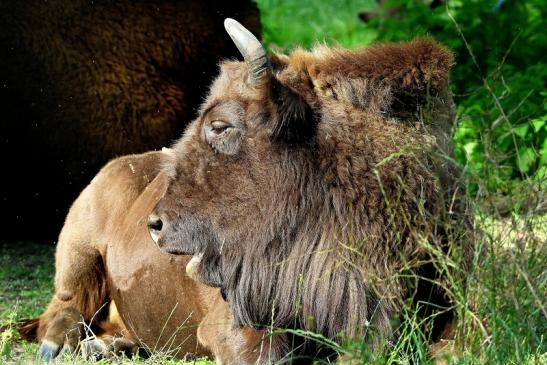 Wisent Bulle Wildpark Alte Fasanerie Klein Auheim 2016