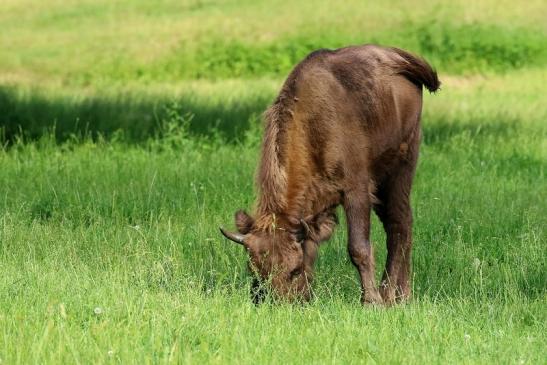 Wisent Wildpark Alte Fasanerie Klein Auheim 2019