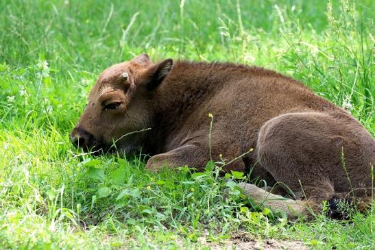 Wisent  Kalb Wildpark Alte Fasanerie Klein Auheim 2021