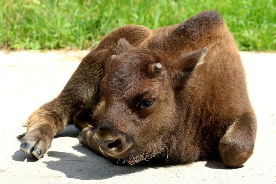 Wisent  Kalb Wildpark Alte Fasanerie Klein Auheim 2021