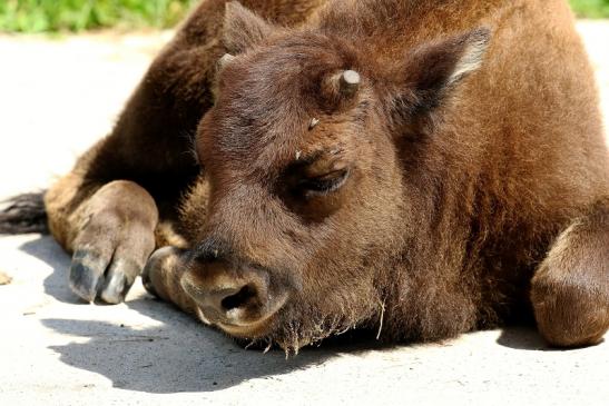 Wisent  Kalb Wildpark Alte Fasanerie Klein Auheim 2021