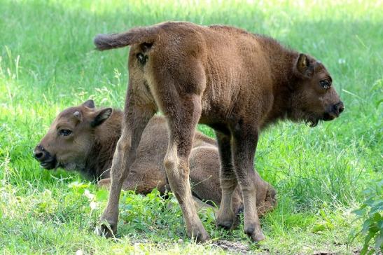 Wisent  Kalb Wildpark Alte Fasanerie Klein Auheim 2021