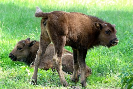 Wisent  Kalb Wildpark Alte Fasanerie Klein Auheim 2021