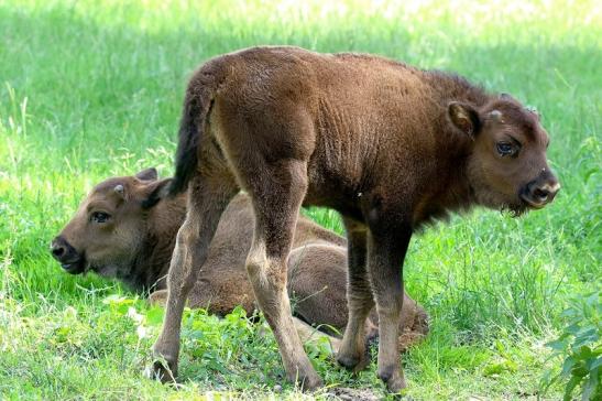 Wisent  Kalb Wildpark Alte Fasanerie Klein Auheim 2021