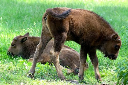 Wisent  Kalb Wildpark Alte Fasanerie Klein Auheim 2021