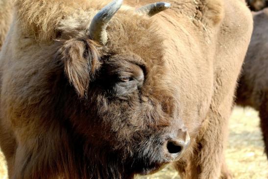 Wisent Bulle Wildpark Alte Fasanerie Klein Auheim 2017