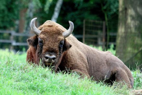 Wisent Bulle Wildpark Alte Fasanerie Klein Auheim 2017