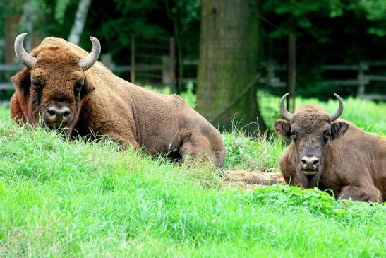 Wisent Wildpark Alte Fasanerie Klein Auheim 2017