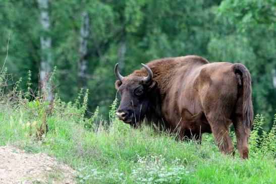 Wisent Wildpark Alte Fasanerie Klein Auheim 2017