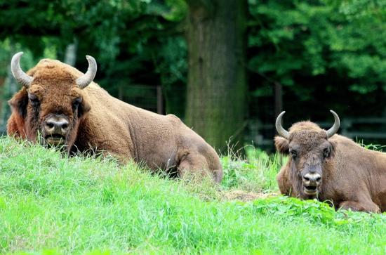 Wisent Wildpark Alte Fasanerie Klein Auheim 2017