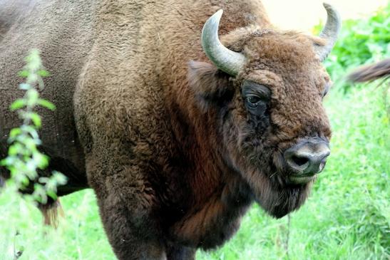 Wisent Bulle Wildpark Alte Fasanerie Klein Auheim 2017