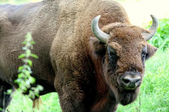 Wisent Bulle Wildpark Alte Fasanerie Klein Auheim 2017