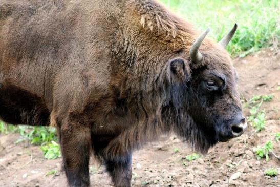 Wisent Bulle Wildpark Alte Fasanerie Klein Auheim 2017