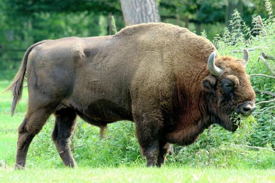 Wisent Bulle Wildpark Alte Fasanerie Klein Auheim 2017