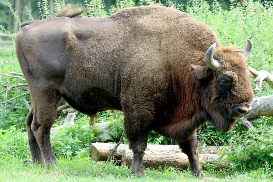 Wisent Bulle Wildpark Alte Fasanerie Klein Auheim 2017