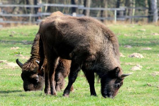 Wisent Wildpark Alte Fasanerie Klein Auheim 2017