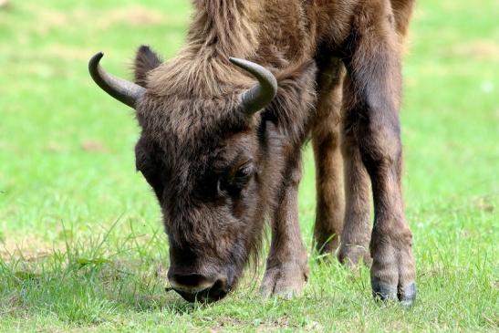 Wisent Wildpark Alte Fasanerie Klein Auheim 2017